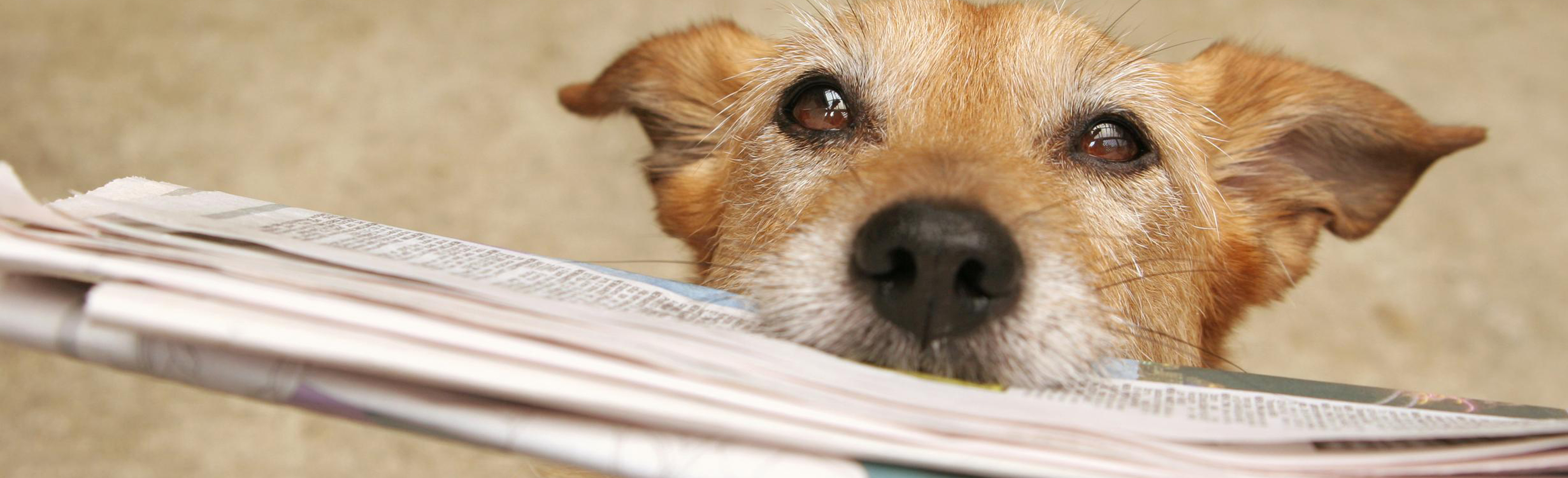 Dog with newspaper