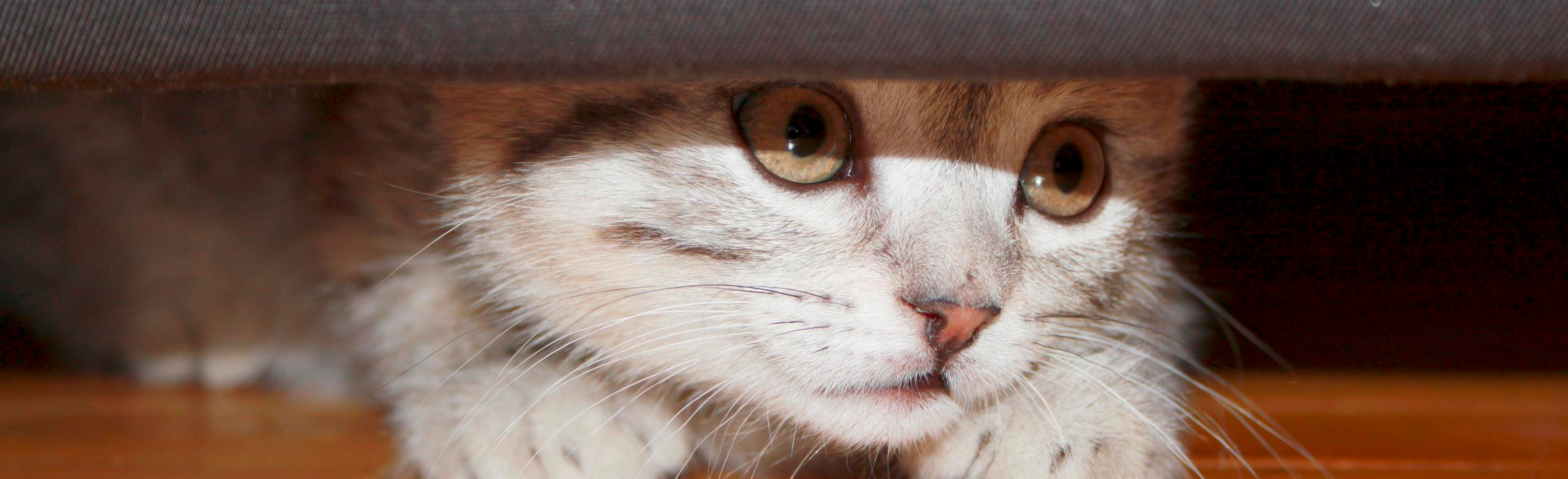 Cat hiding under a couch