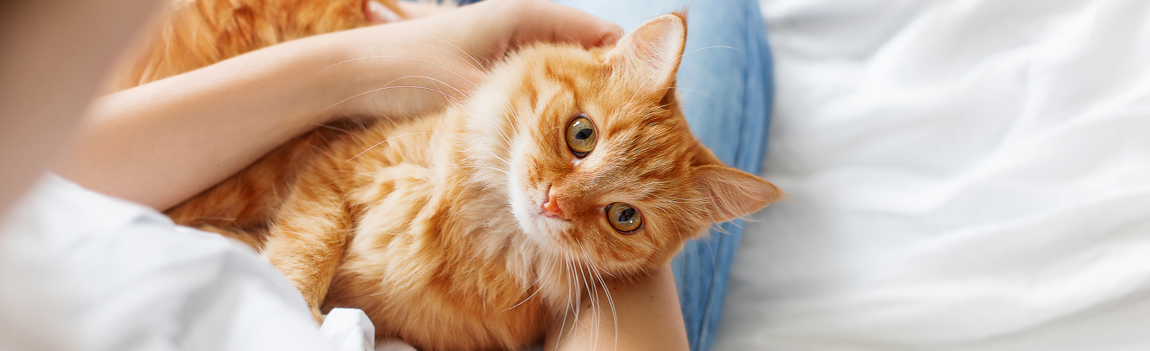 Cat and Owner
