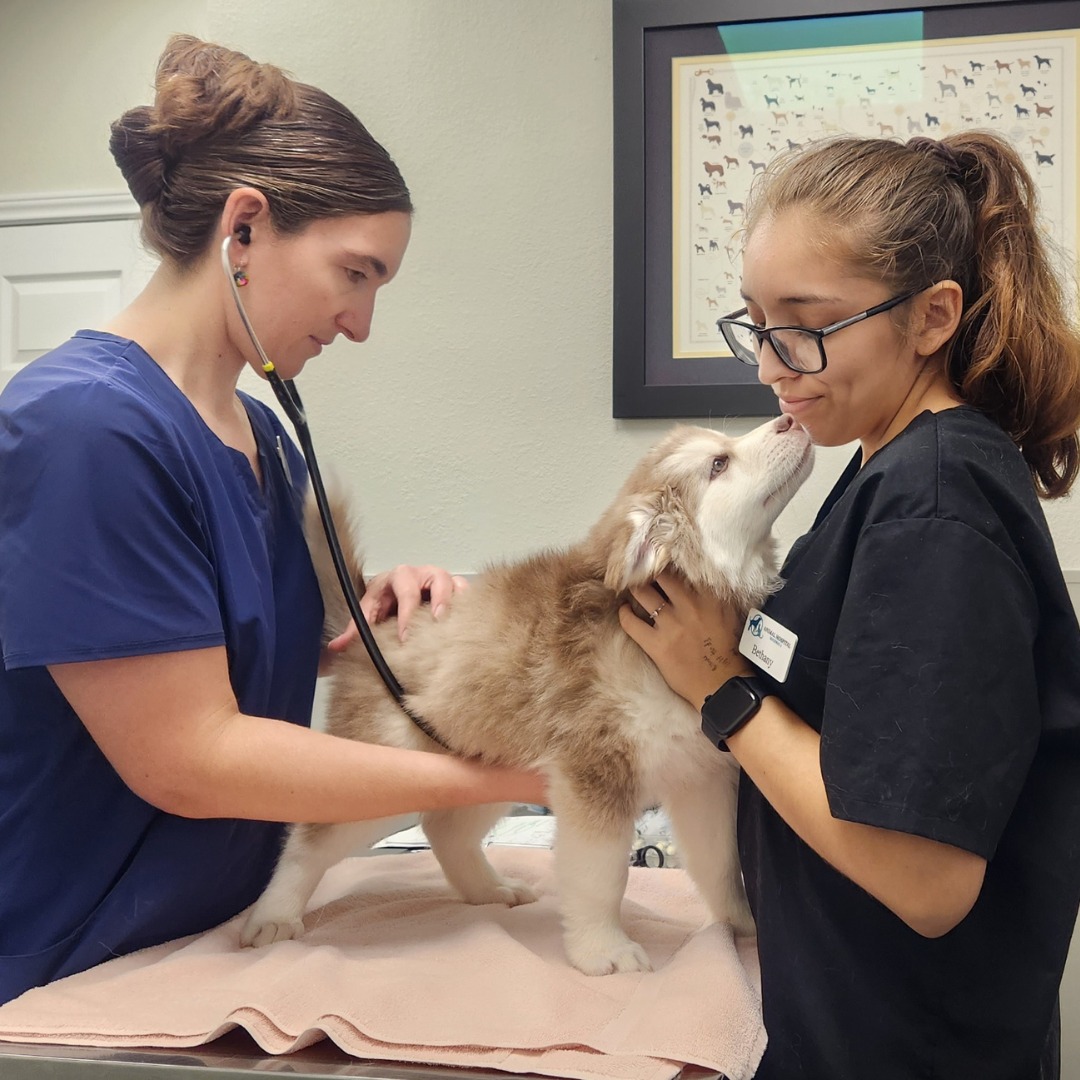 Two staff performing exam on a dog