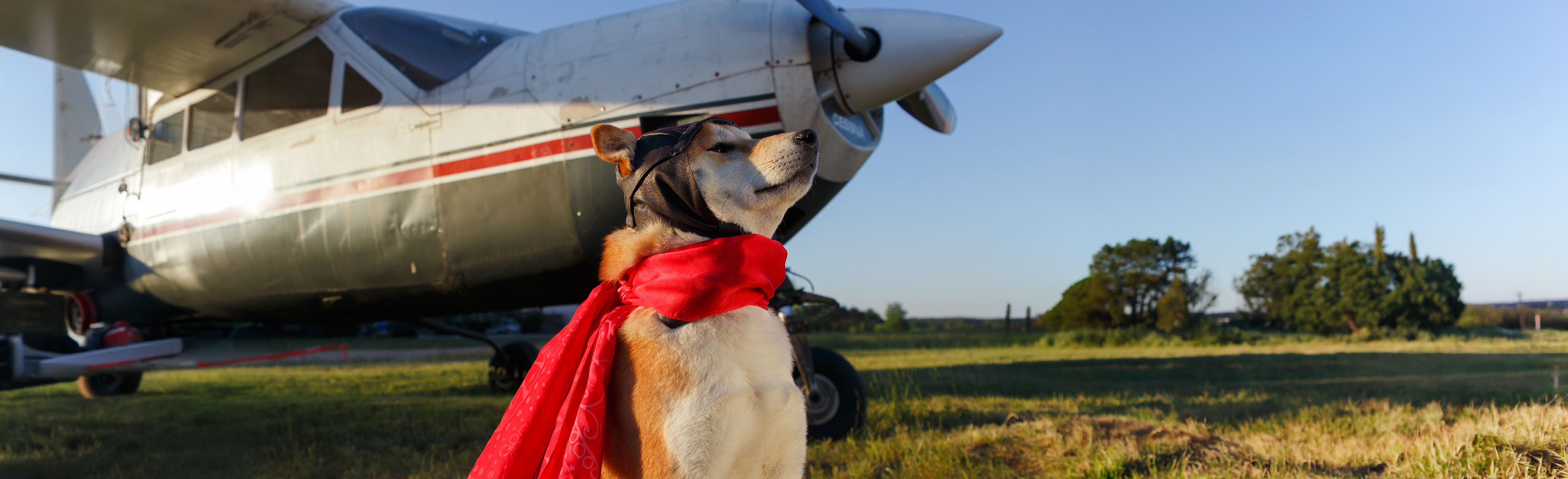 Dog next to airplane in field