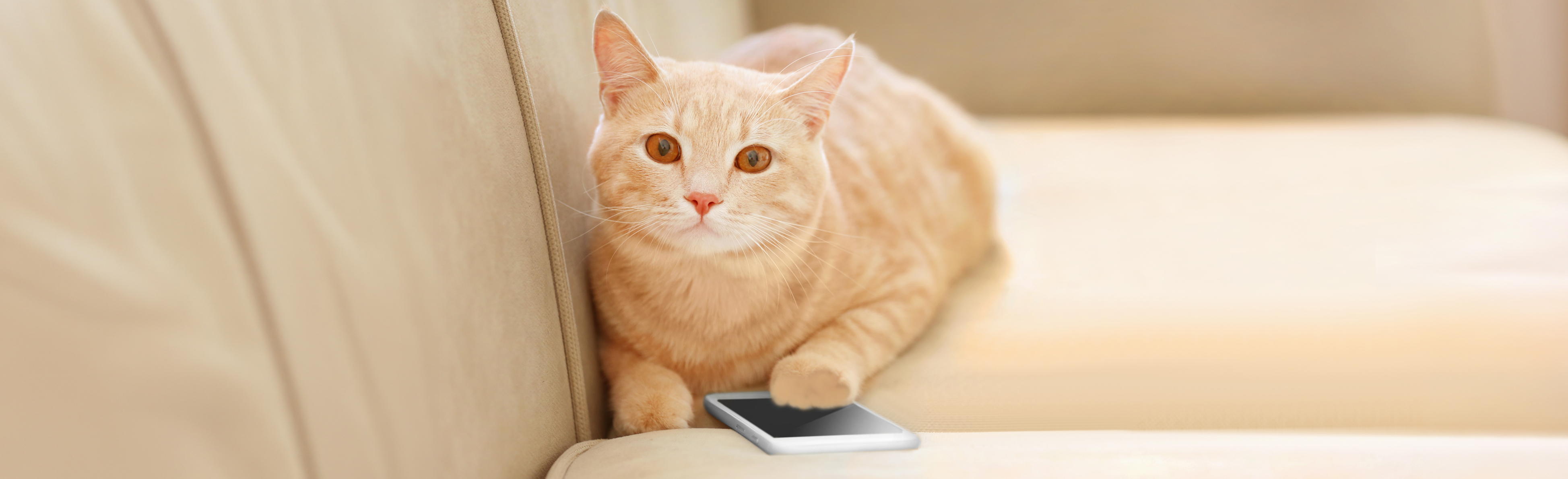 Cat sitting on couch on top of cellphone