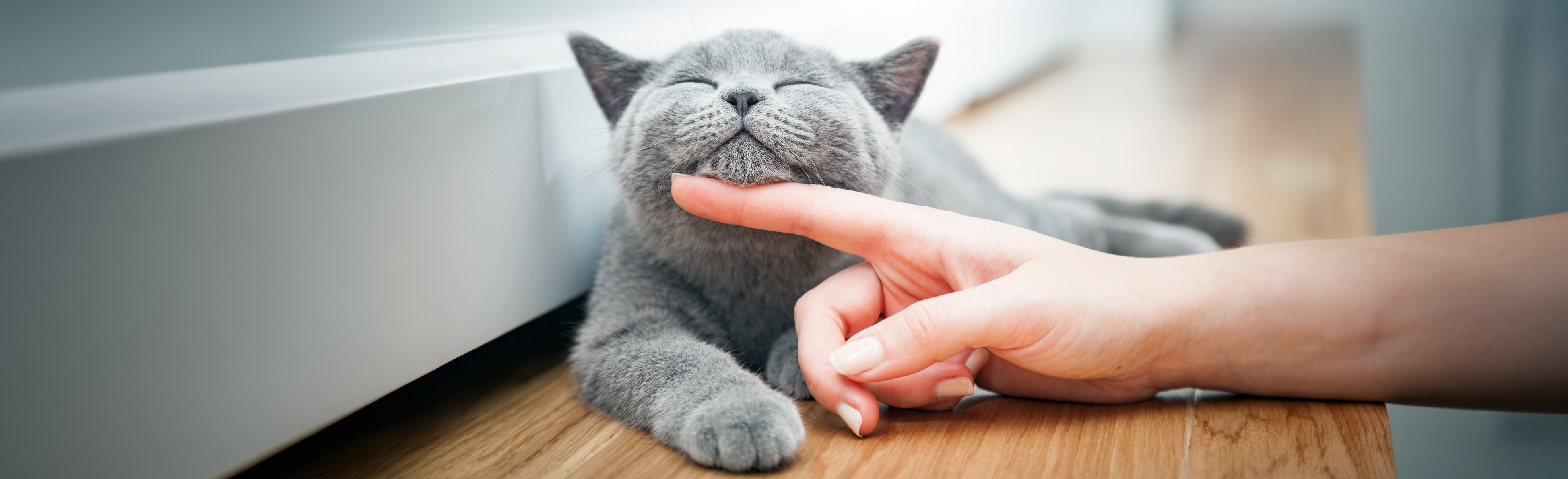 Cat and Owner
