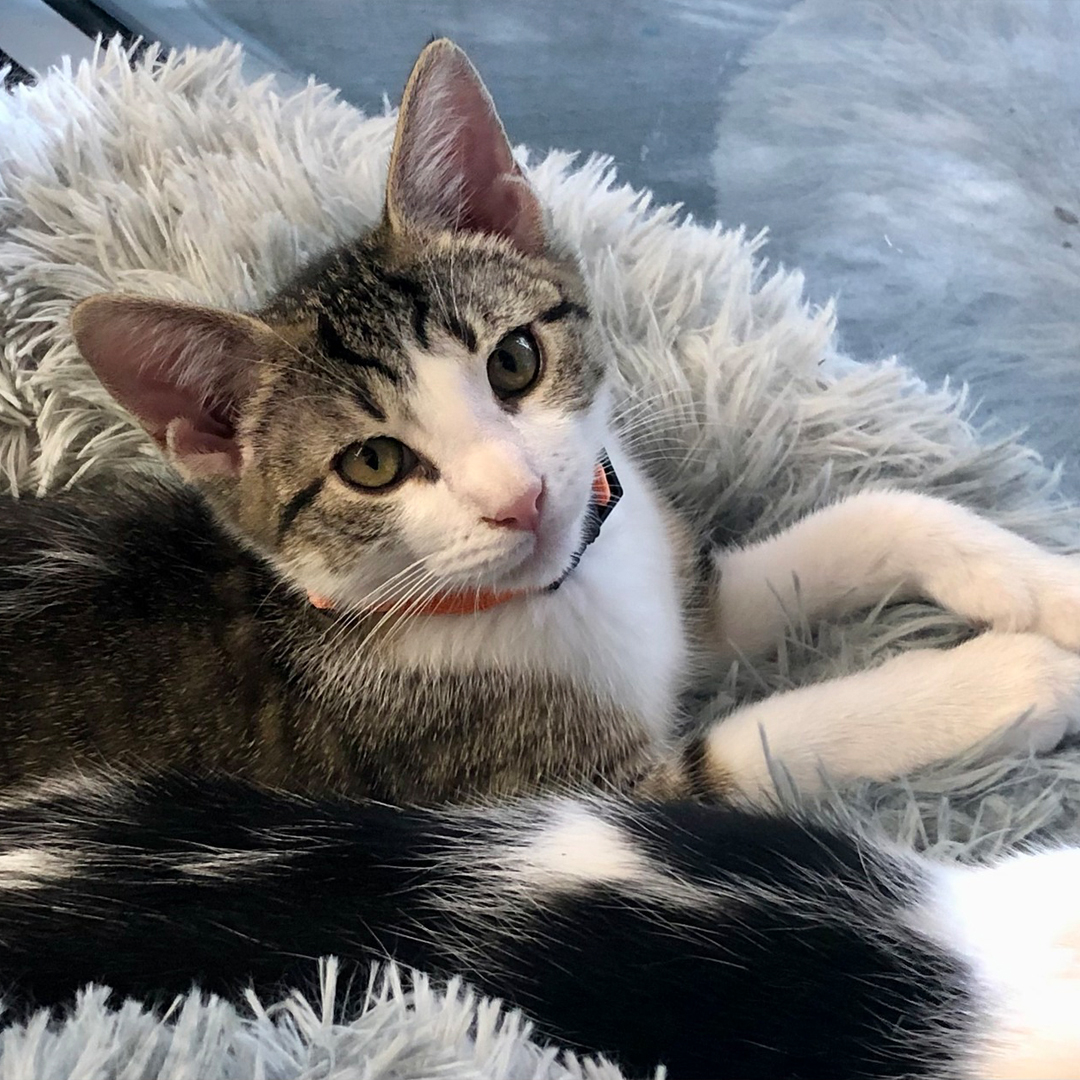 Cat laying down in a soft bed