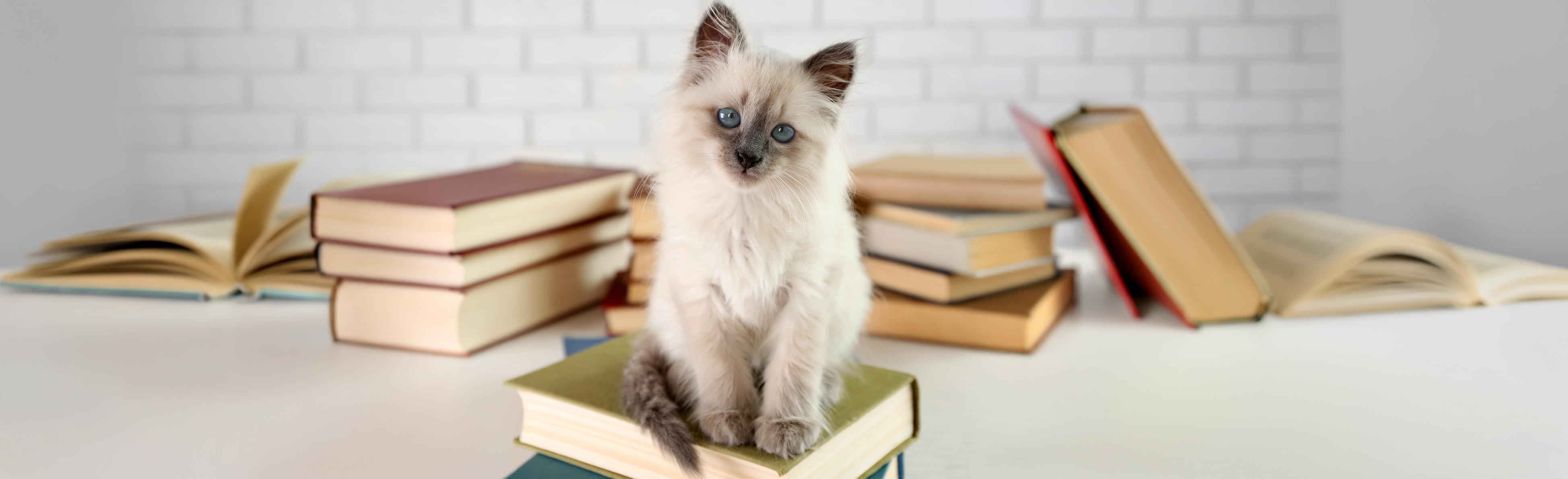 Cat sitting among stacks of books