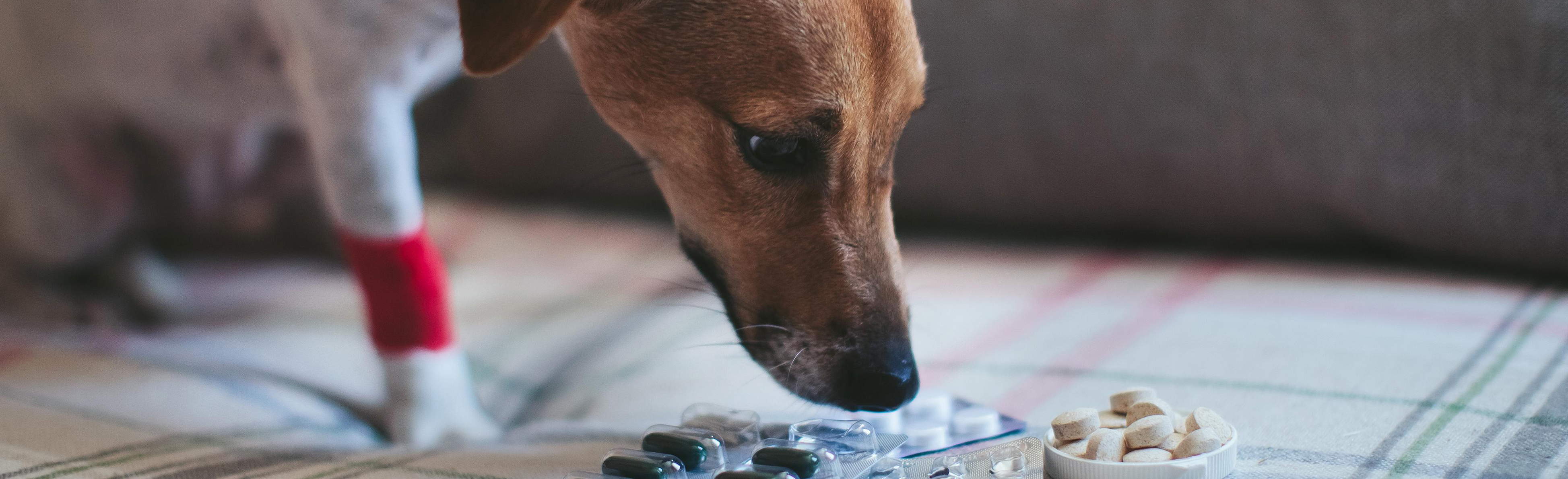 Dog sniffing medications sitting on bed