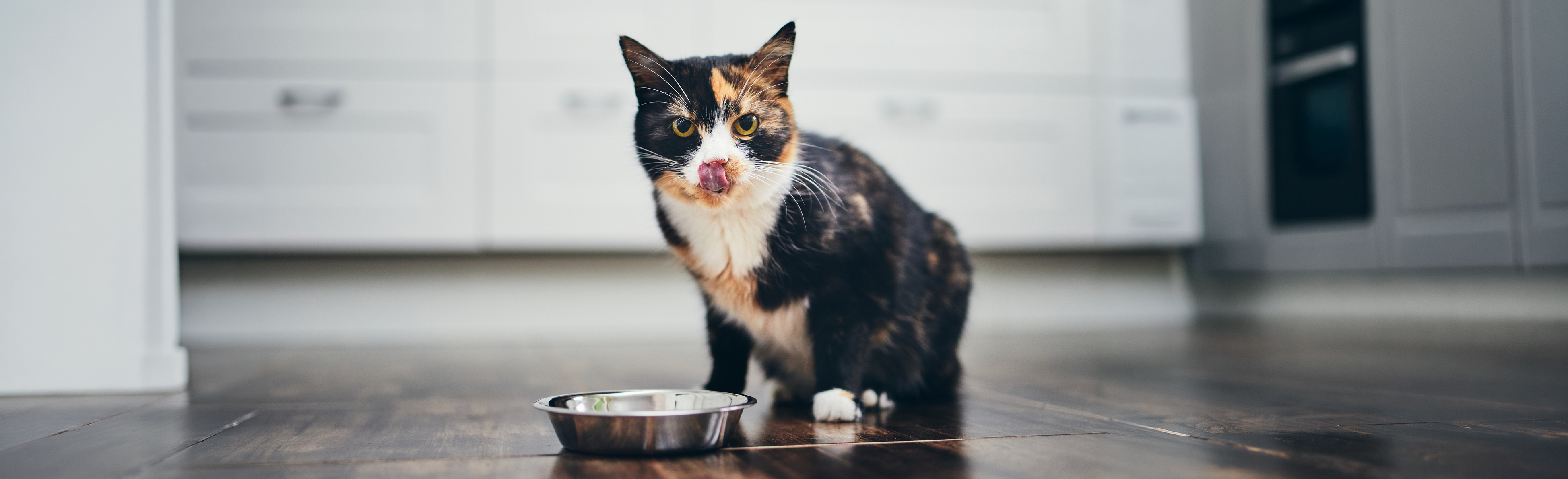 Cat eating food out of bowl on kitchen floor