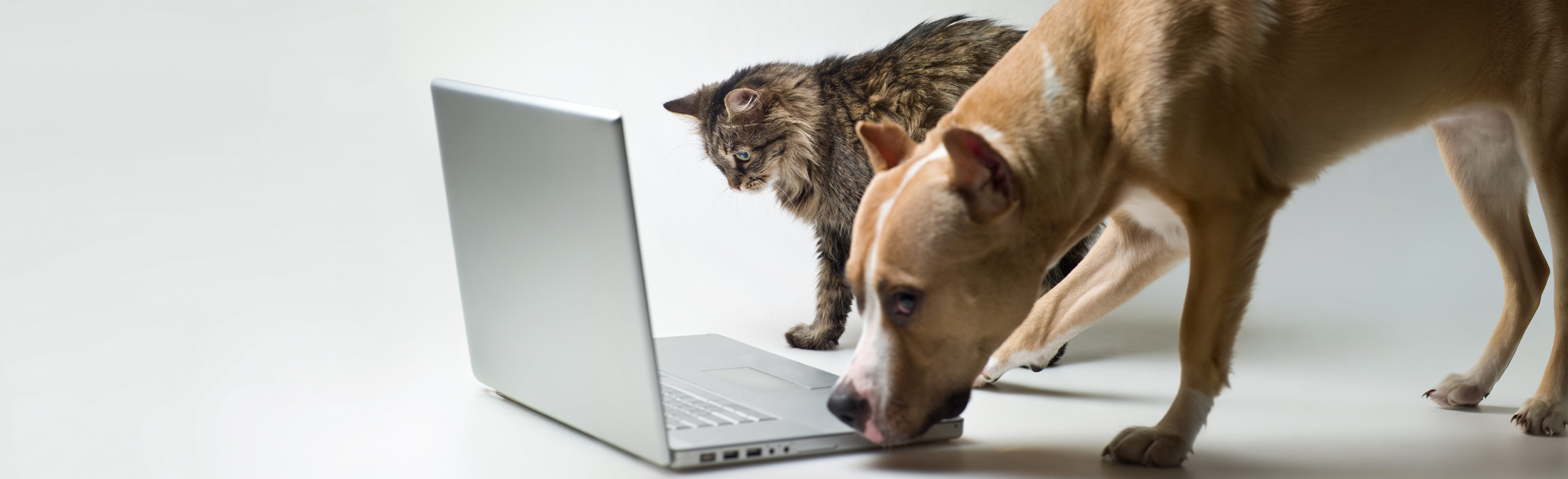 Dog and cat sniffing computer